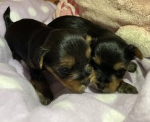 Yorkshire terrier s PP