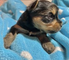 Yorkshire terrier s PP
