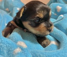 Yorkshire terrier s PP