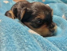 Yorkshire terrier s PP