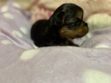 Yorkshire terrier s PP