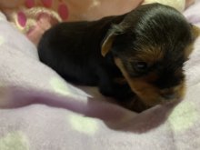 Yorkshire terrier s PP