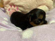 Yorkshire terrier s PP