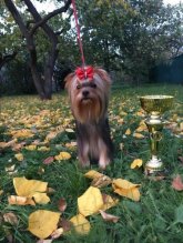 Yorkshire terrier s PP