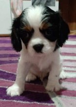 Cavalier king charls španiel