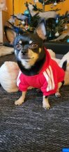 Adidog mikina pre psa