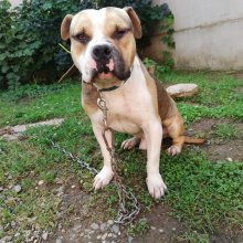 Americký staffordshirský terrier
