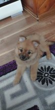 Pomeranian špic mini