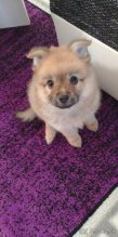Pomeranian špic mini