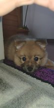 Pomeranian špic mini