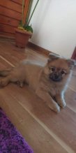 Pomeranian špic mini