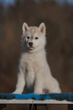 Šteniatka fenky Sibírsky husky s PP