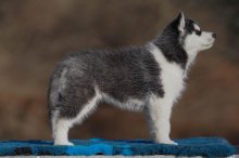 Šteniatka fenky Sibírsky husky s PP