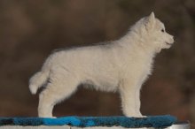 Šteniatka fenky Sibírsky husky s PP