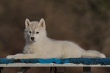 Šteniatka fenky Sibírsky husky s PP