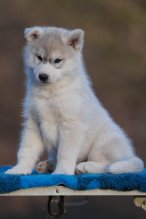 Šteniatka fenky Sibírsky husky s PP