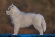 Šteniatka fenky Sibírsky husky s PP