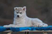 Šteniatka fenky Sibírsky husky s PP