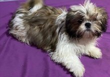 Shi-tzu, šicu, šitzu, šitcu, shitzu, sicu,