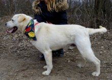 Baxter hlada domov