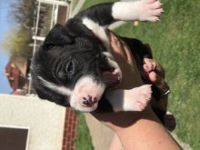 Americky Bully
