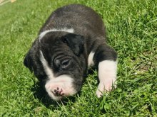 Americky Bully