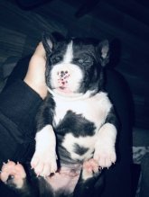 Americky Bully