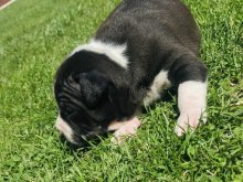 Americky Bully