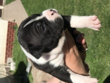 Americky Bully