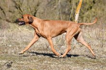Rodézsky ridgeback - šteniatka