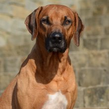 Rodézsky ridgeback - šteniatka