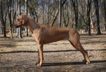 Rodézsky ridgeback - šteniatka