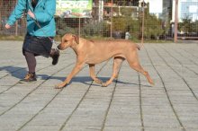 Rodézsky ridgeback - šteniatka