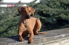 Rodézsky ridgeback - šteniatka