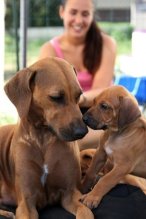 Rodézsky ridgeback - šteniatka