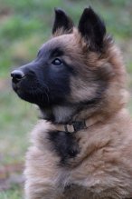 Darujem za vet.pop.šEU A DOHODOU 4.MES.PENKU spic