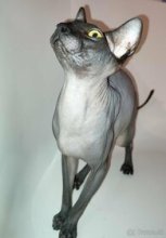 Donsky Sphynx