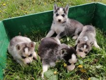 Sibírsky husky
