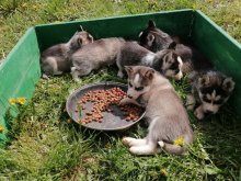 Sibírsky husky