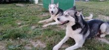 Sibírsky husky