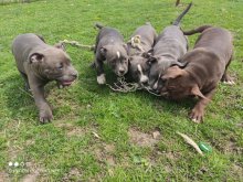 American bully pocket