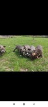 American bully pocket
