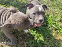 American bully pocket