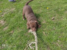American bully pocket