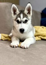 Sibirsky husky