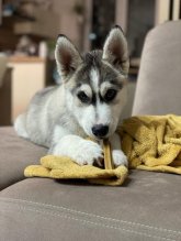 Sibirsky husky