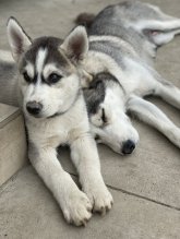 Sibirsky husky