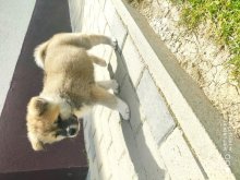 Predám akita inu