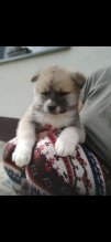 Predám akita inu