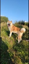 Predám akita inu